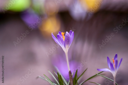 Lilac crocus spring flowers  isolated on bokeh background  Easter colors  purple violet yellow