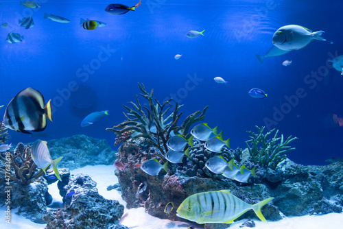水族館　熱帯魚　サンゴ　水槽 © amanomaa