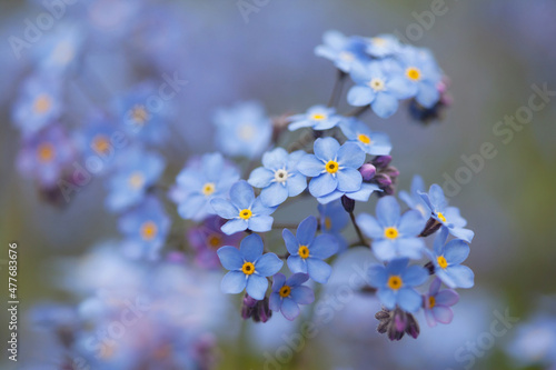 Forget me not flowers closeup, blur, selective focus, floral background.