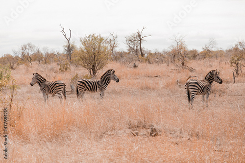 Zebras 