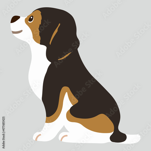 Flat colored adorable dark tri colored Beagle sitting in side view