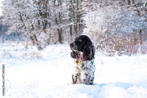 A beautiful dog black and white Russian spaniel sits with a snowdrift in the winter forest outdoors. Winter walk with the dog in the park. Breed of hunting dogs. Selective focus.