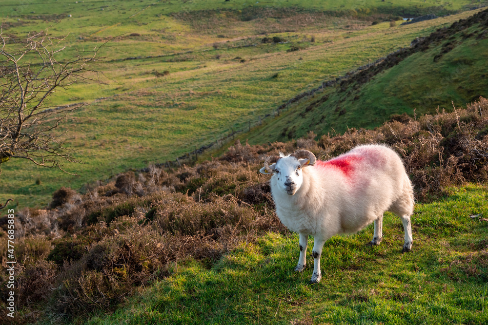 Fototapeta premium Beautiful wool sheep in a green grass field. Red mark on the back for identification purpose. Agriculture and farming industry.