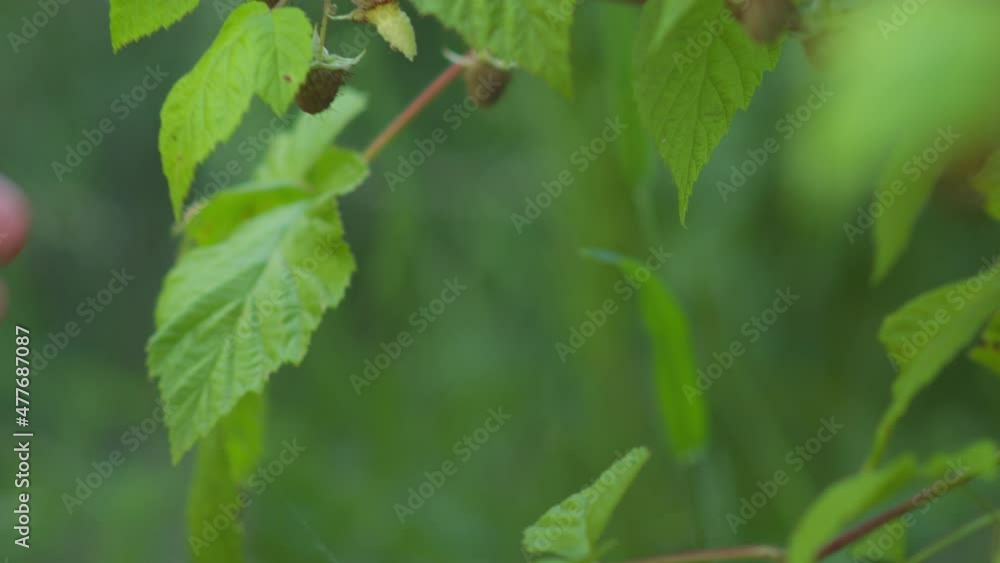 Closeup of a man’s hands picking a delicious ripe raspberry straight from the green plant in the shade. Fingers grasping the sweet red fruit in an outdoor nature garden setting. Closeup of a man’s hands picking a delicious ripe raspberry straight from the green plant in the shade. Fingers grasping the sweet red fruit in an outdoor nature garden setting.
