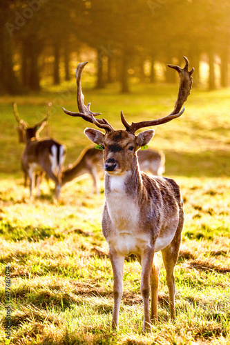 Deer on the sunset