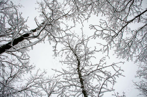 Wallpaper Mural tree in winter Torontodigital.ca