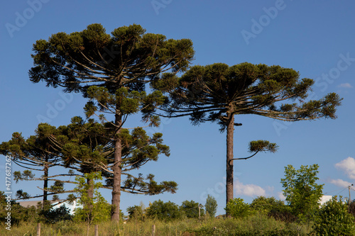 Typical tree from southern Brazil. It grows in high and cold places. With the scientific name of Araucaria angustifolia. Photo taken in Rio Azul, Parana, Brazil. photo