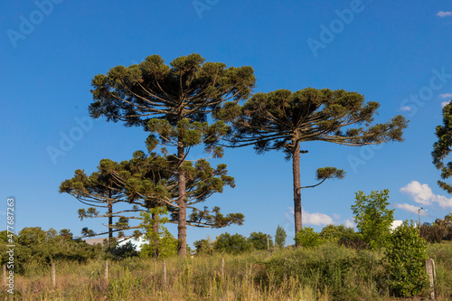 Photos Typical tree from southern Brazil
