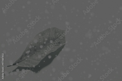 black and white, leave, snow, gray​ ground