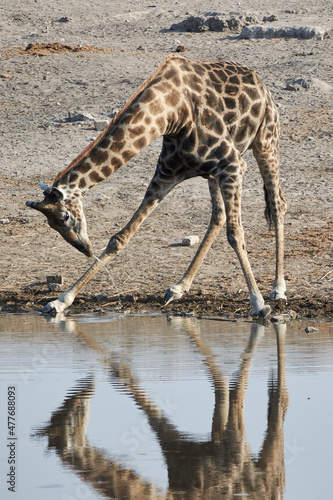 Close-up of an Angolan Giraffe struggling to drink water at the waterhole, Etosha National Park, Namibia, Africa.