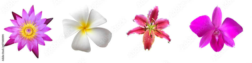 Isolated waterlily, lotus, plumeria, vanda orchid, hybrid orchid and lily flower with clipping paths. Isolated waterlily, lotus, plumeria, vanda orchid, hybrid orchid and lily flower with clipping paths.