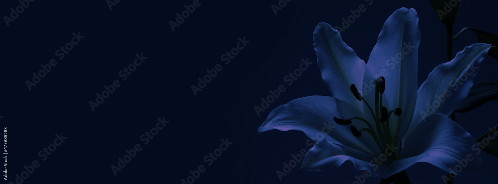 Lily Funeral Wake order of service invitation background banner concept - traditional atmospheric respectful condolences theme deep blue background with space for message
 - obrazy, fototapety, plakaty 