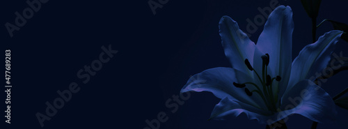 Foto Lily Funeral Wake order of service invitation background banner concept - tradit