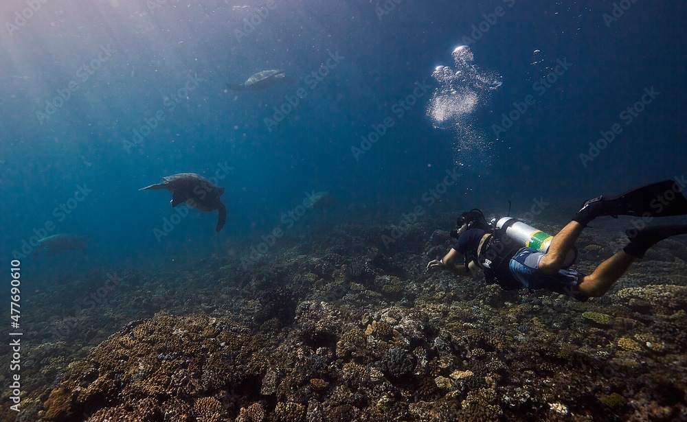 Fototapeta premium A diver watches Turtles on the Great Barrier Reef