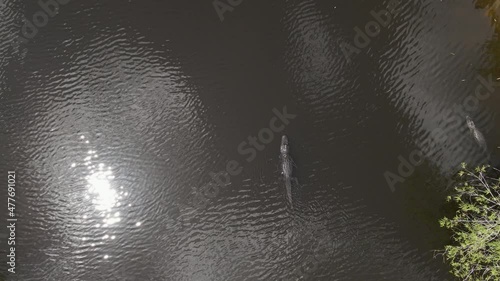Aerial: Gators in dark tannin bayou, one with rope around its neck