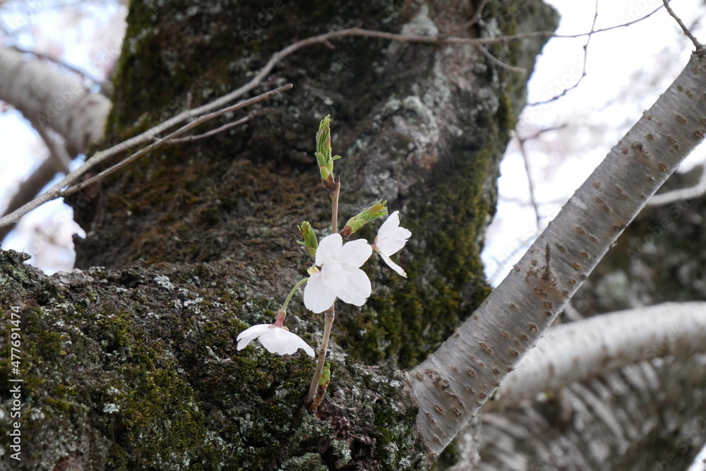 Obraz premium ささやかな春の息吹