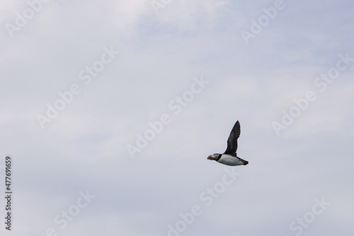 Puffin in flight off of the coast of Bar Harbor, Maine © Liz W Grogan