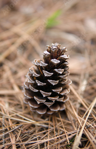 Single Pinecone in a Wooden Table