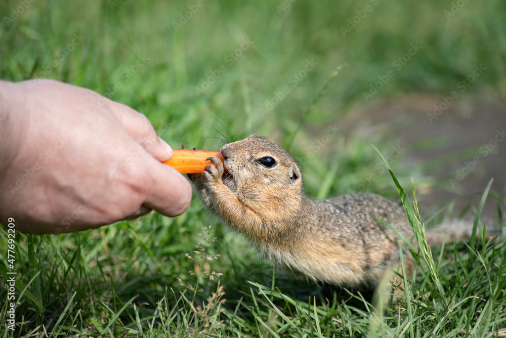 Fototapeta premium cute beautiful little gopher funny takes a carrot from a person's hand. close-up