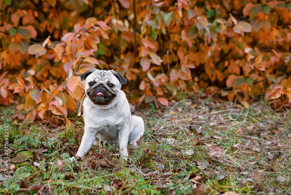portrait of a young pug sitting among the red autumn foliage and smiling