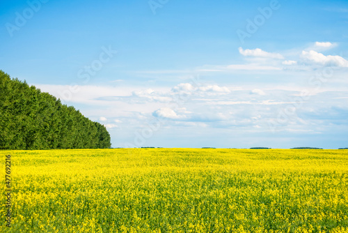 a yellow rapeseed field with a forest belt under a blue sky