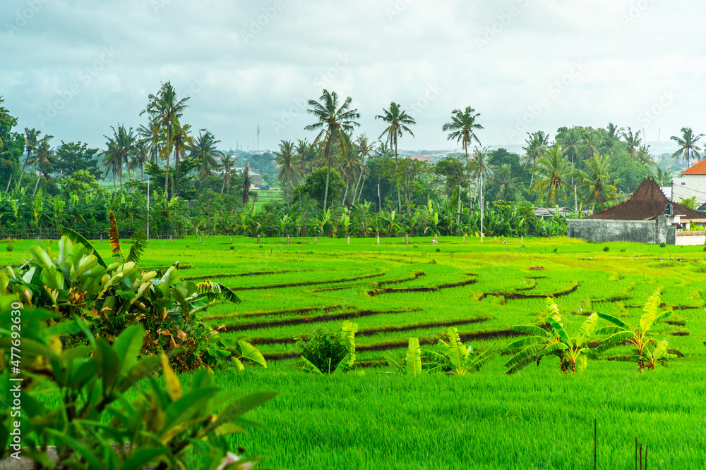 Rice field panorama in Bali, Indonesia