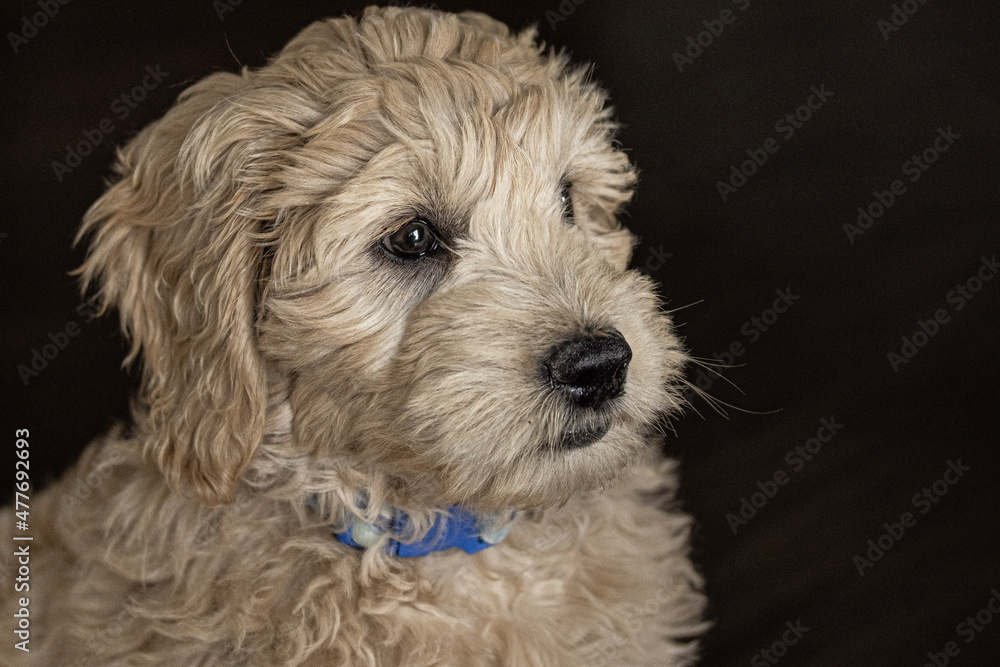portrait of a puppy portrait of a puppy