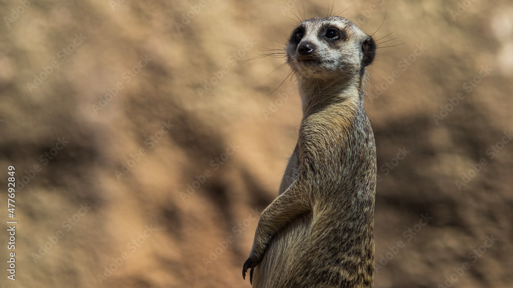 Fototapeta premium meerkat on guard