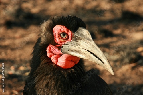 Canvas Print Southern Ground Hornbill in Kruger National Park