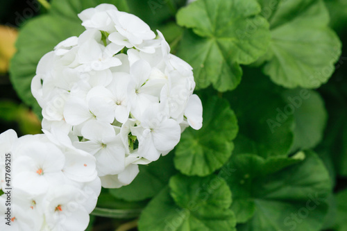 White geranium flower with copy space