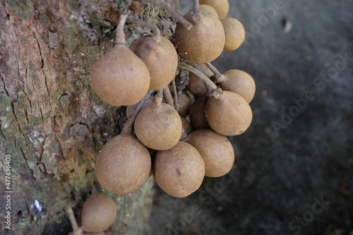 Kepel or burahol is a fruit-producing tree that is part of the flora of the identity of the Special Region of Yogyakarta. Kepel fruit is popular among the princesses of the palace in Java.