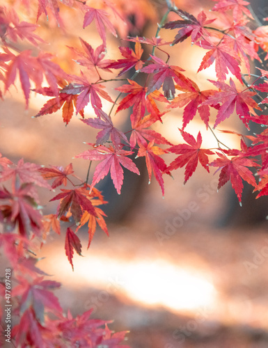 Autumn leaves  Nature