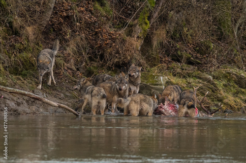 Fototapeta Naklejka Na Ścianę i Meble -  The Wolves eating a deer. Bieszczady Mountains, Carpathians, Poland.