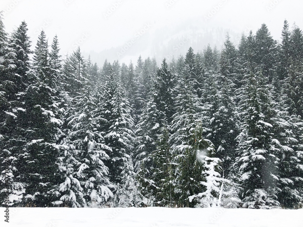 Obraz premium Washington State Snow 