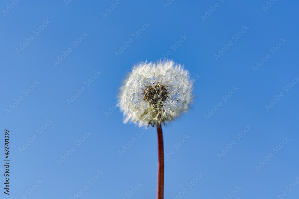 White ball of dandelion flower in rays of sunlight on a background of blue sky