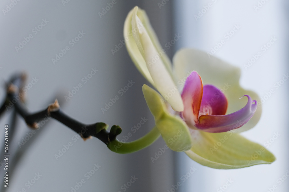 flower flower