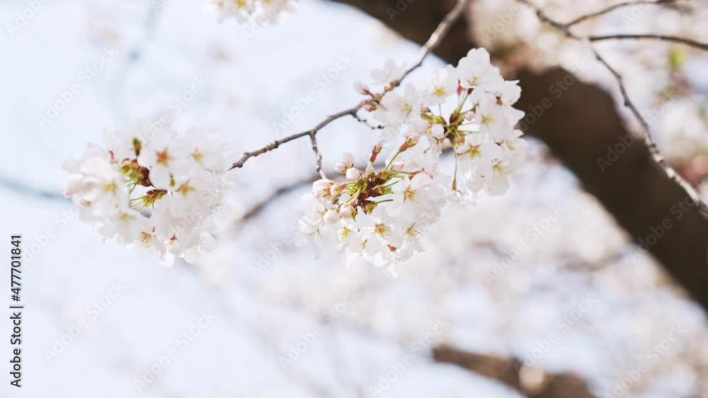 満開の桜 花見 満開の桜 花見