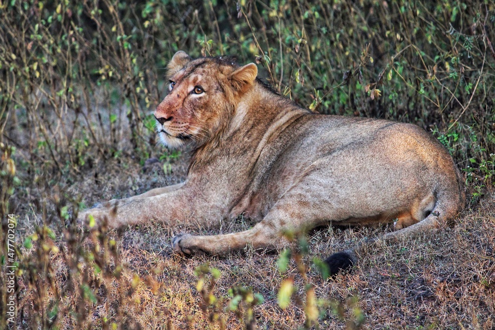 Naklejka premium lion in the wild