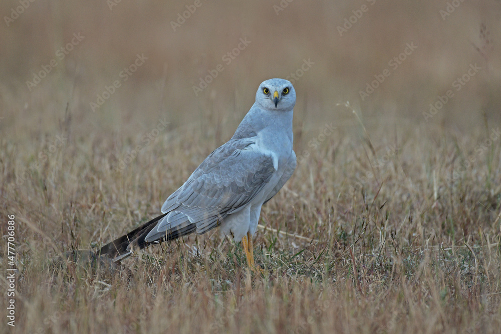 Obraz premium Pale or pallid harrier, Circus macrourus, Solapur, Maharashtra, India