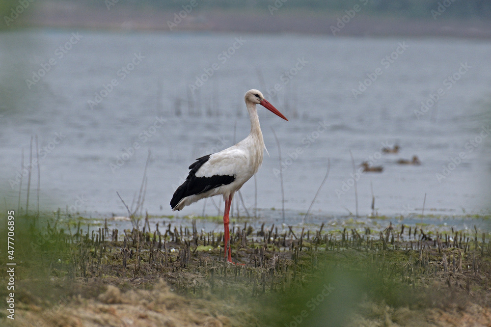 White Stork, Ciconia ciconia, Pune, Maharashtra, India White Stork, Ciconia ciconia, Pune, Maharashtra, India