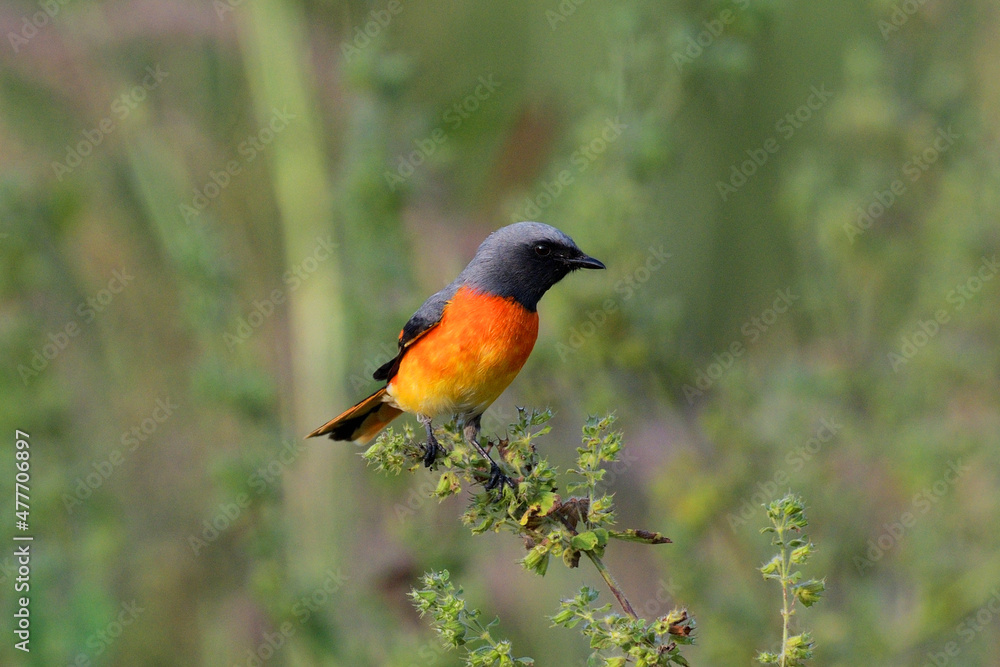 Small minivet Male, Pericrocotus cinnamomeus, Kolhapur, Maharashtra, India Small minivet Male, Pericrocotus cinnamomeus, Kolhapur, Maharashtra, India