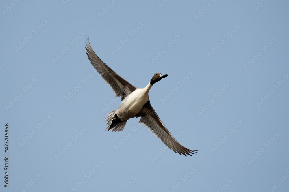 Pintail or Northern Pintail in flight, Anas acuta, Solapur, Maharashtra, india Pintail or Northern Pintail in flight, Anas acuta, Solapur, Maharashtra, india