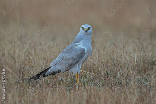 Pale or pallid harrier, Circus macrourus, Solapur, Maharashtra, India