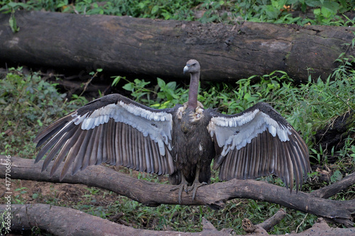 White-rumped vulture, Gyps bengalensis, Kabini, Karnataka, India photo