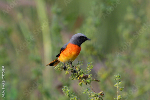 Small minivet Male, Pericrocotus cinnamomeus, Kolhapur, Maharashtra, India