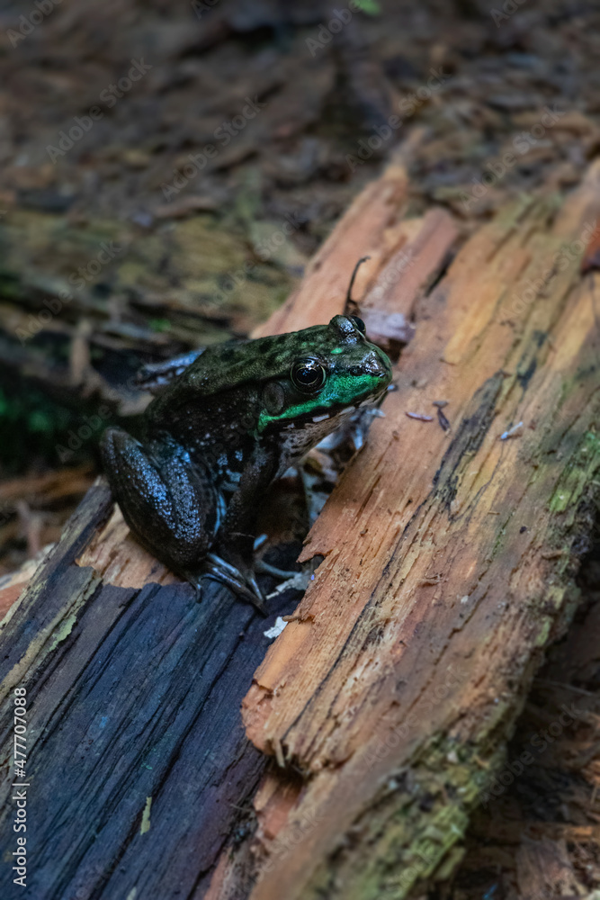 Naklejka premium A green frog camouflages in a Pennsylvania natural forest