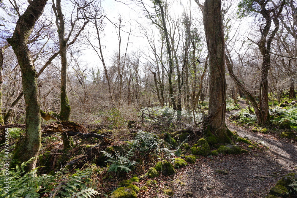 a forest path through bare trees a forest path through bare trees