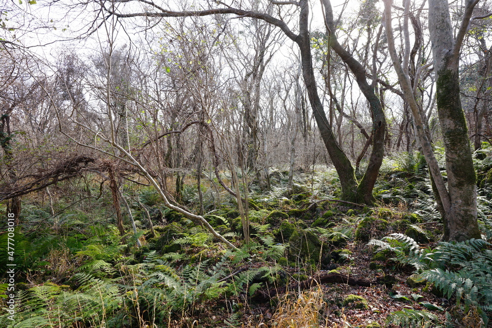 fern and bare trees in winter forest fern and bare trees in winter forest