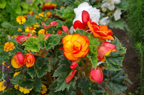 Begonia tuberous Picoti red-yellow (Lat. Begonia picotee red yellow) blooms in the summer garden