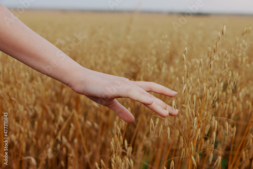 human hand Spikelets of wheat sun nature agriculture Fresh air unaltered